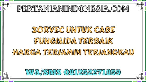 Zorvec Untuk Cabe Fungisida Terbaik Harga Terjamin Terjangkau